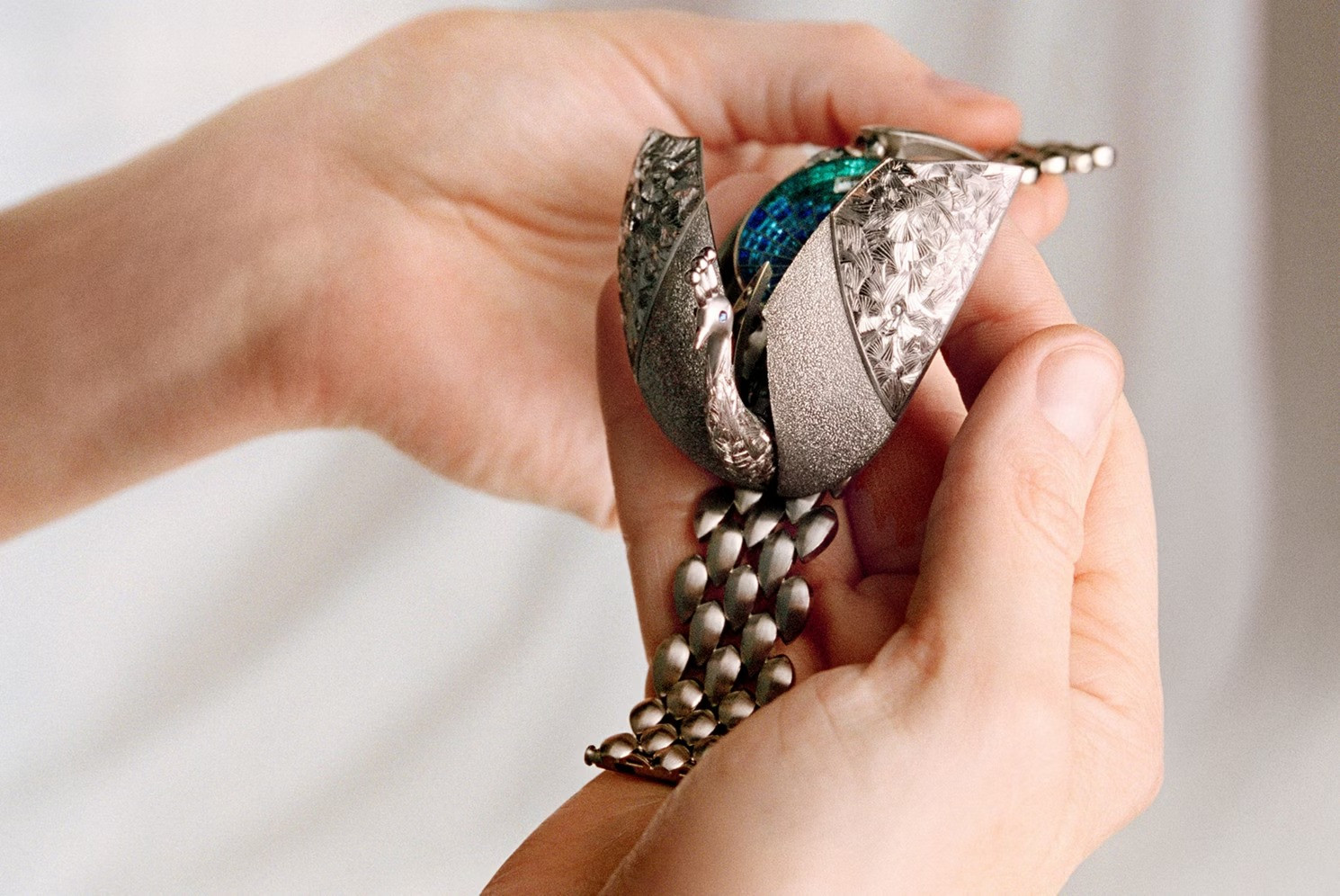 Établisseurs Peacock